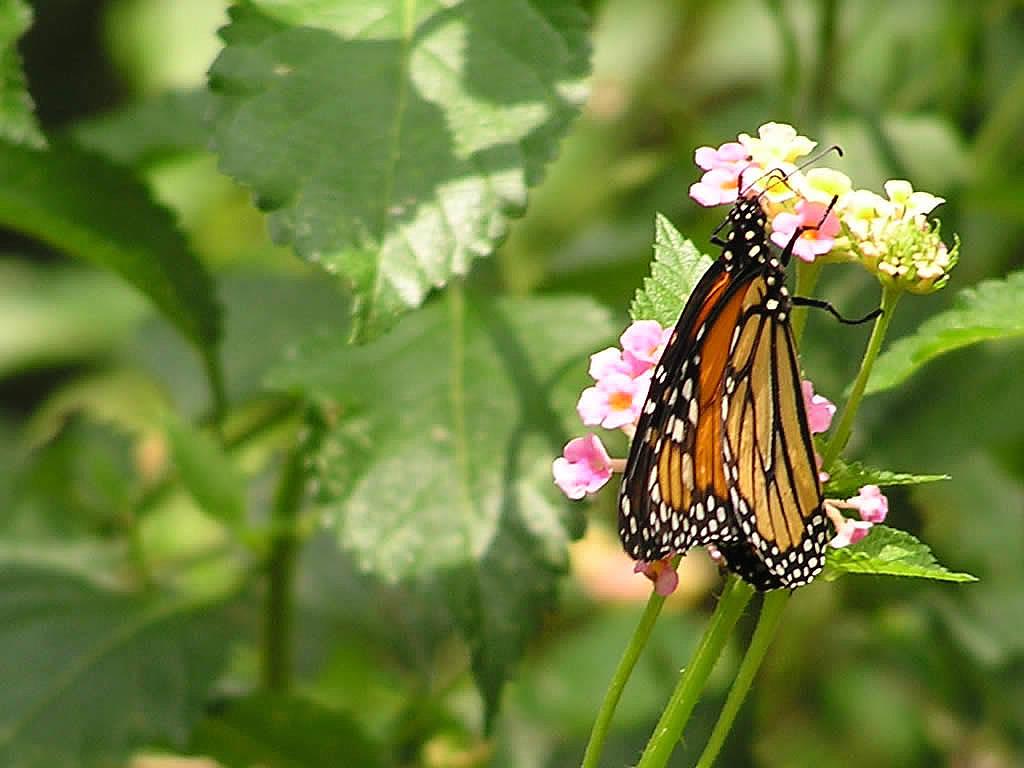 Insekty 22
