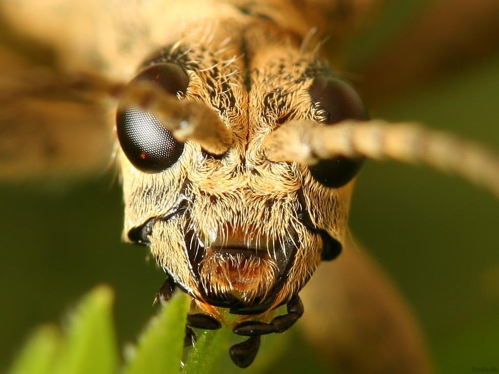 Insekty 24