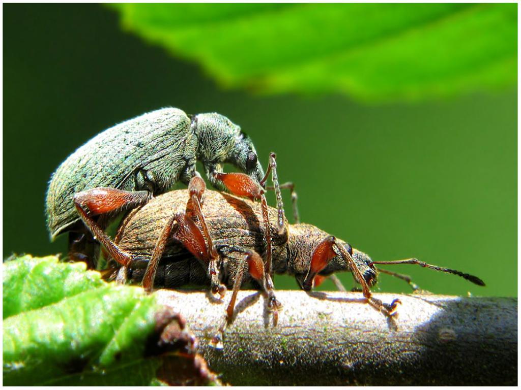 Insekty 26