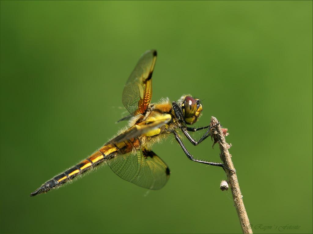 Insekty 29