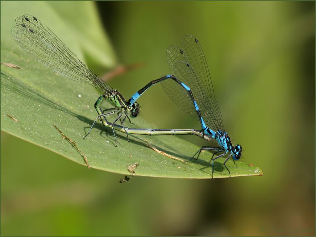 Insekty 30