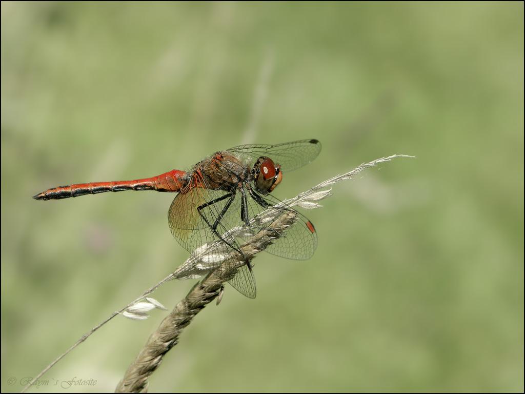 Insekty 37