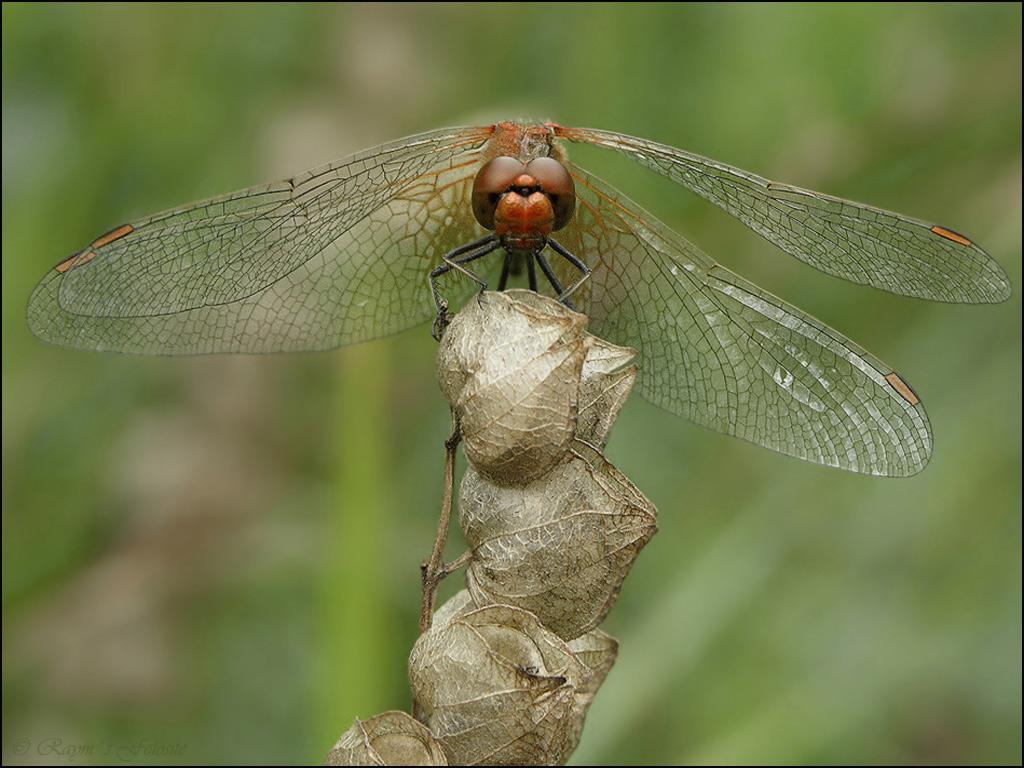 Insekty 38
