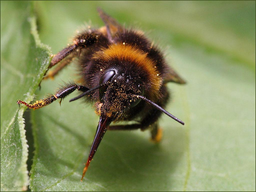 Insekty 46