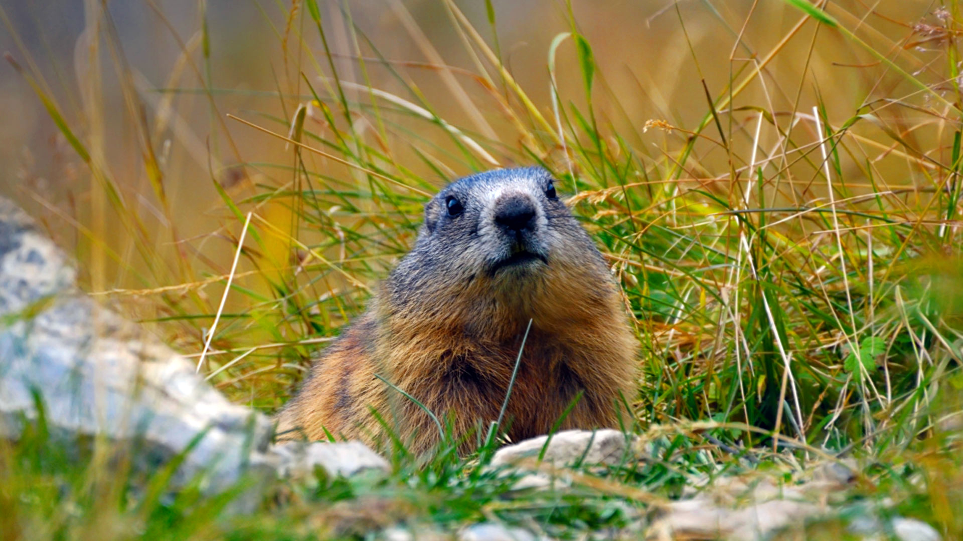 Alpine Marmot, Hohe Tauern National Park, Austria без смс
