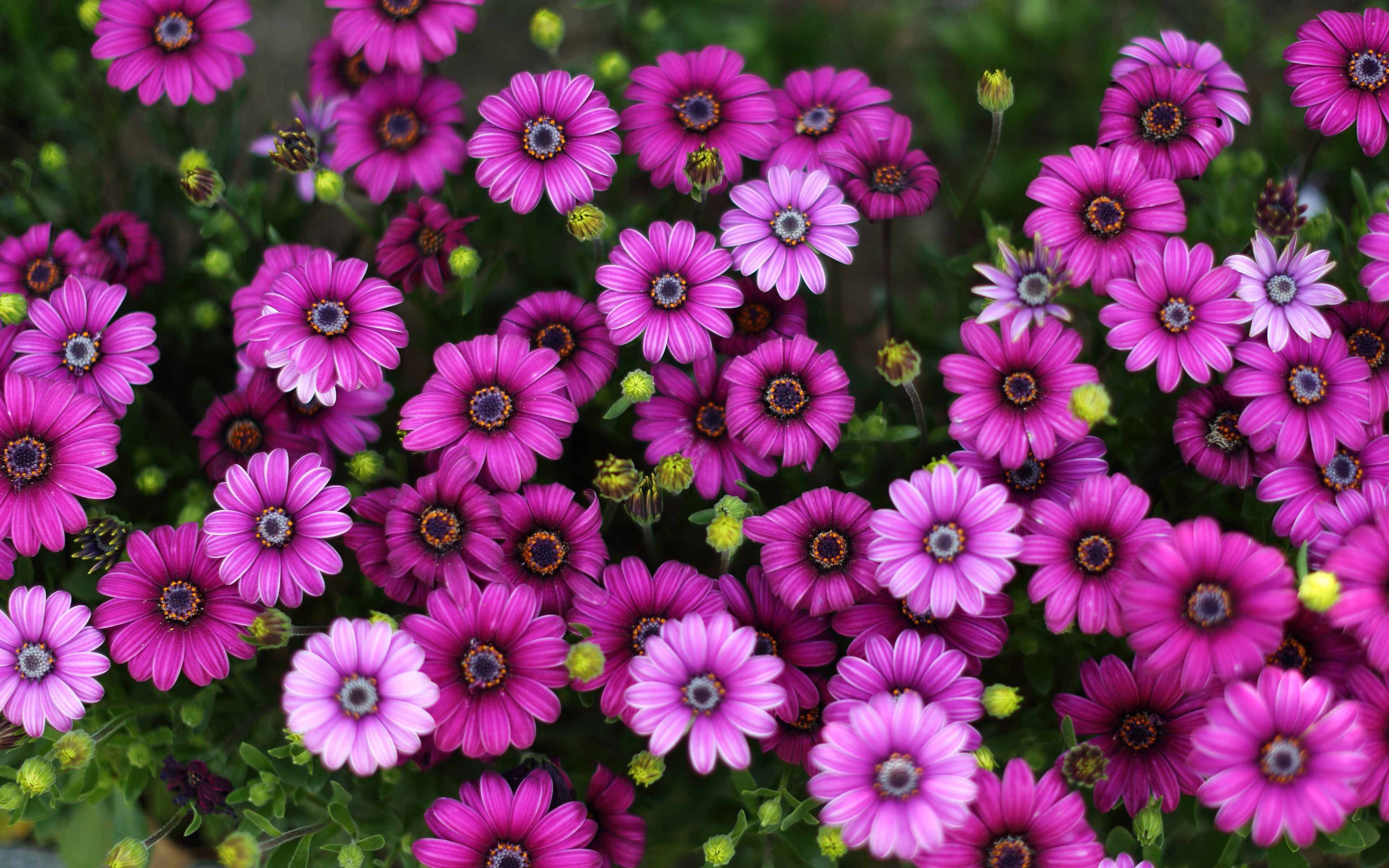 Stokrotka afrykanska (Osteospermum) 004 Rozowe Platki