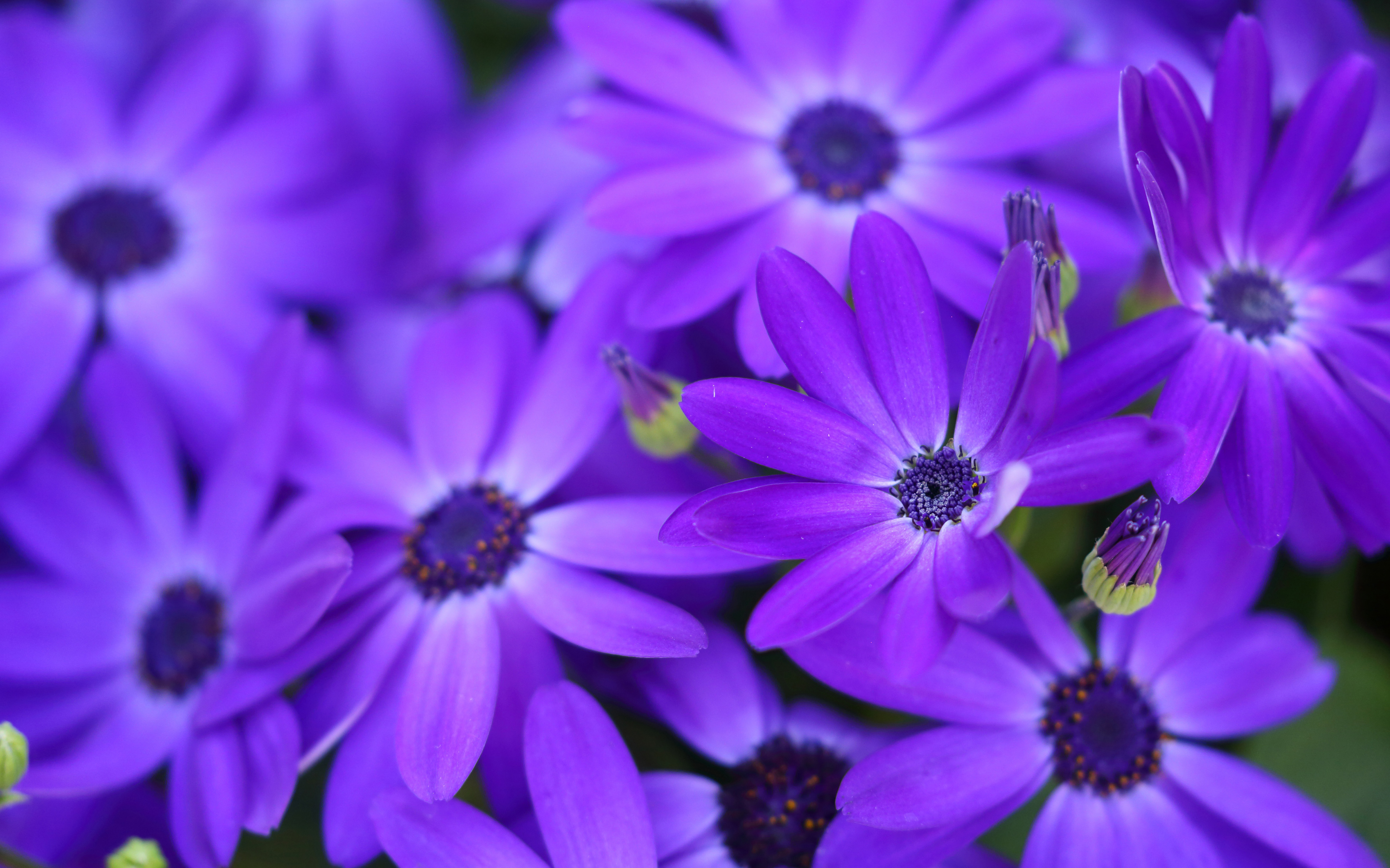 Stokrotka afrykanska (Osteospermum) 007 Fioletowe Platki