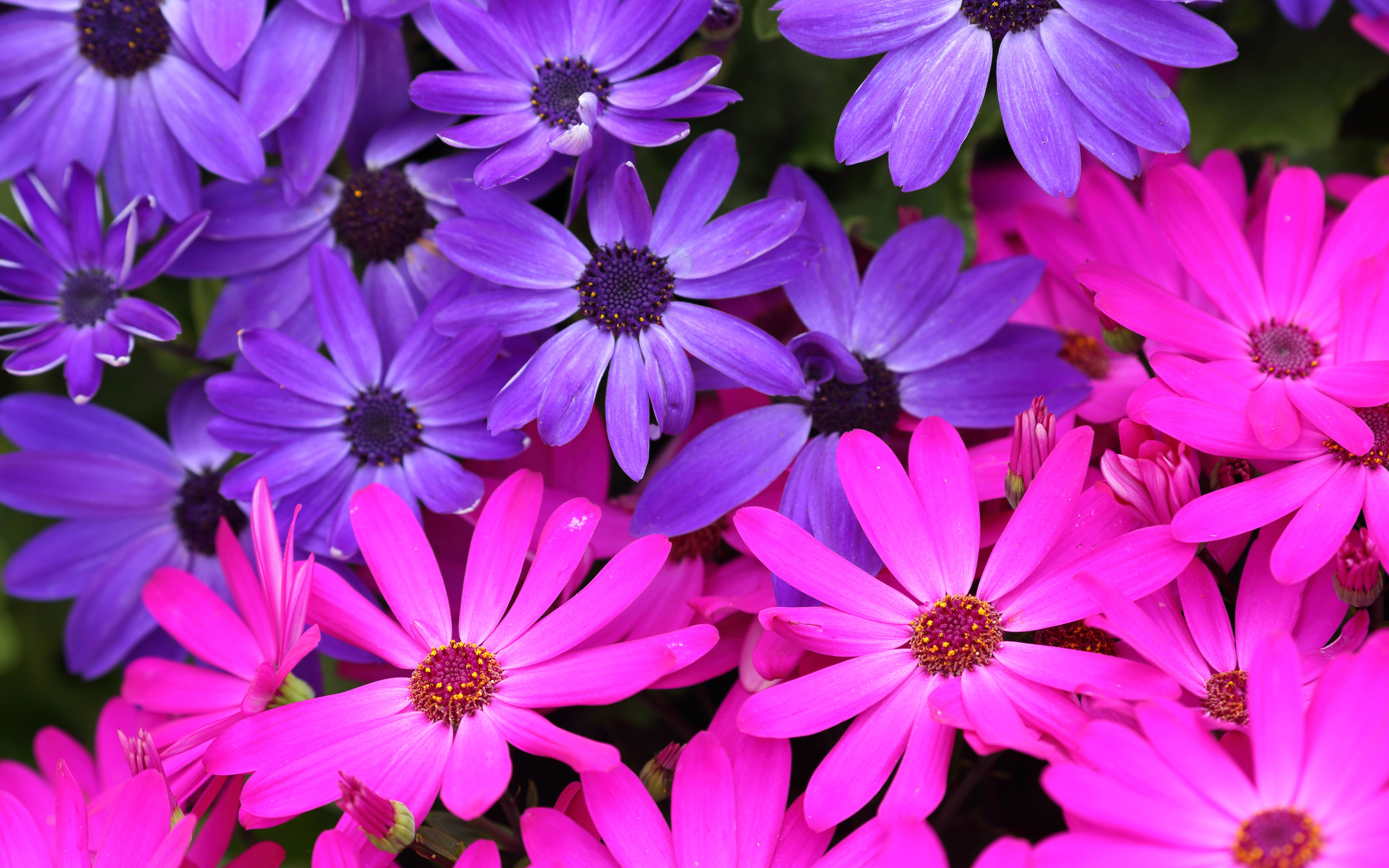 Stokrotka afrykanska (Osteospermum) 008 Fioletowe i Rozowe Platki