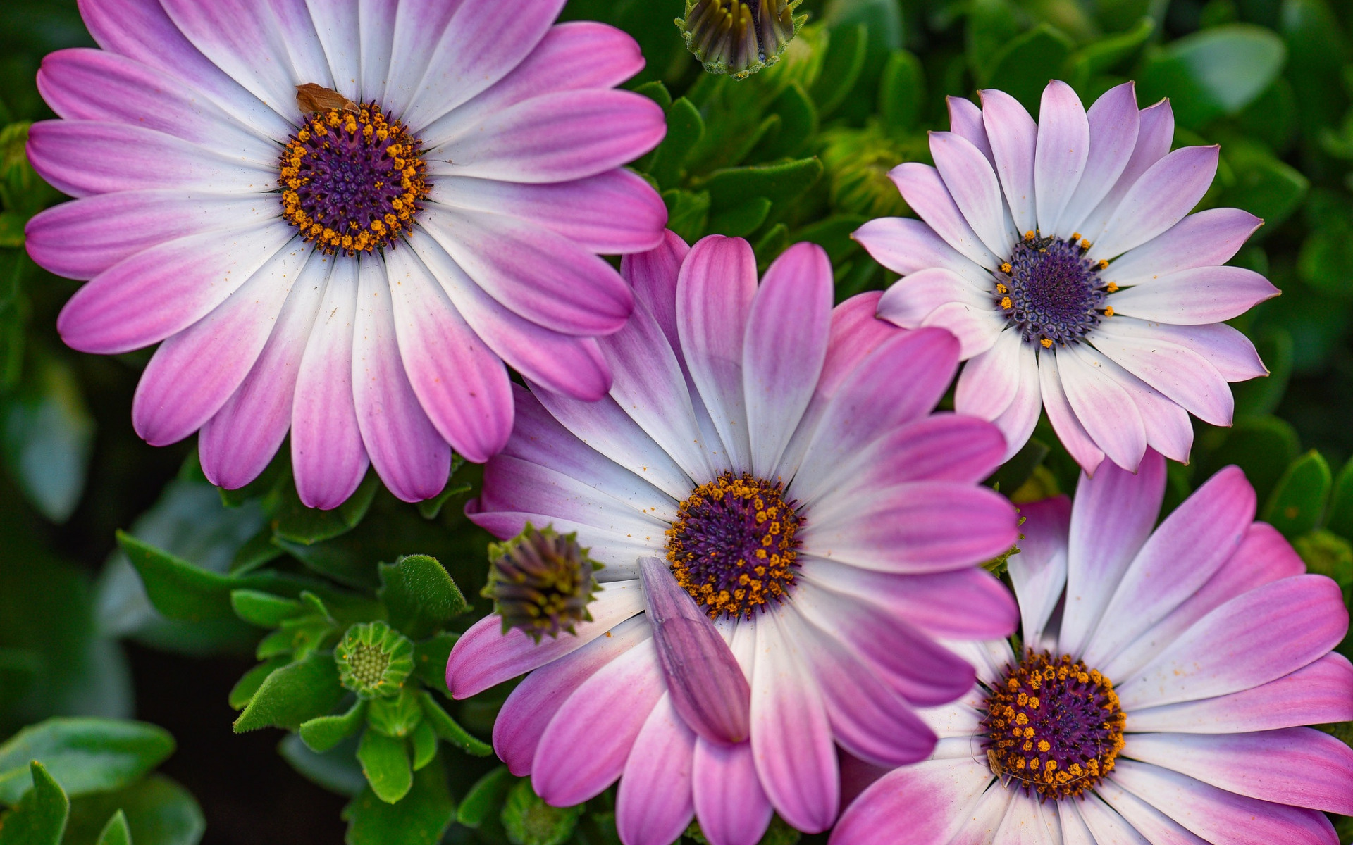 Stokrotka afrykanska (Osteospermum) 011 Rozowe Platki