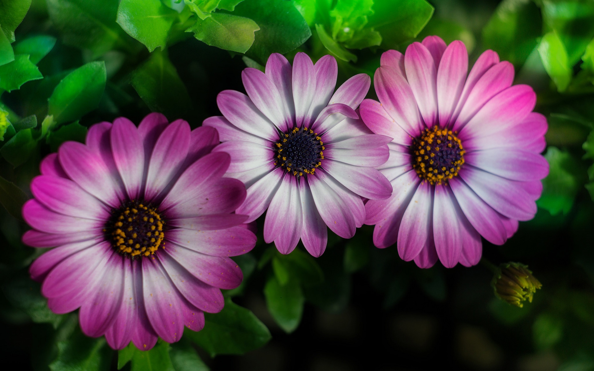 Stokrotka afrykanska (Osteospermum) 019 Bialo Rozowe Platki