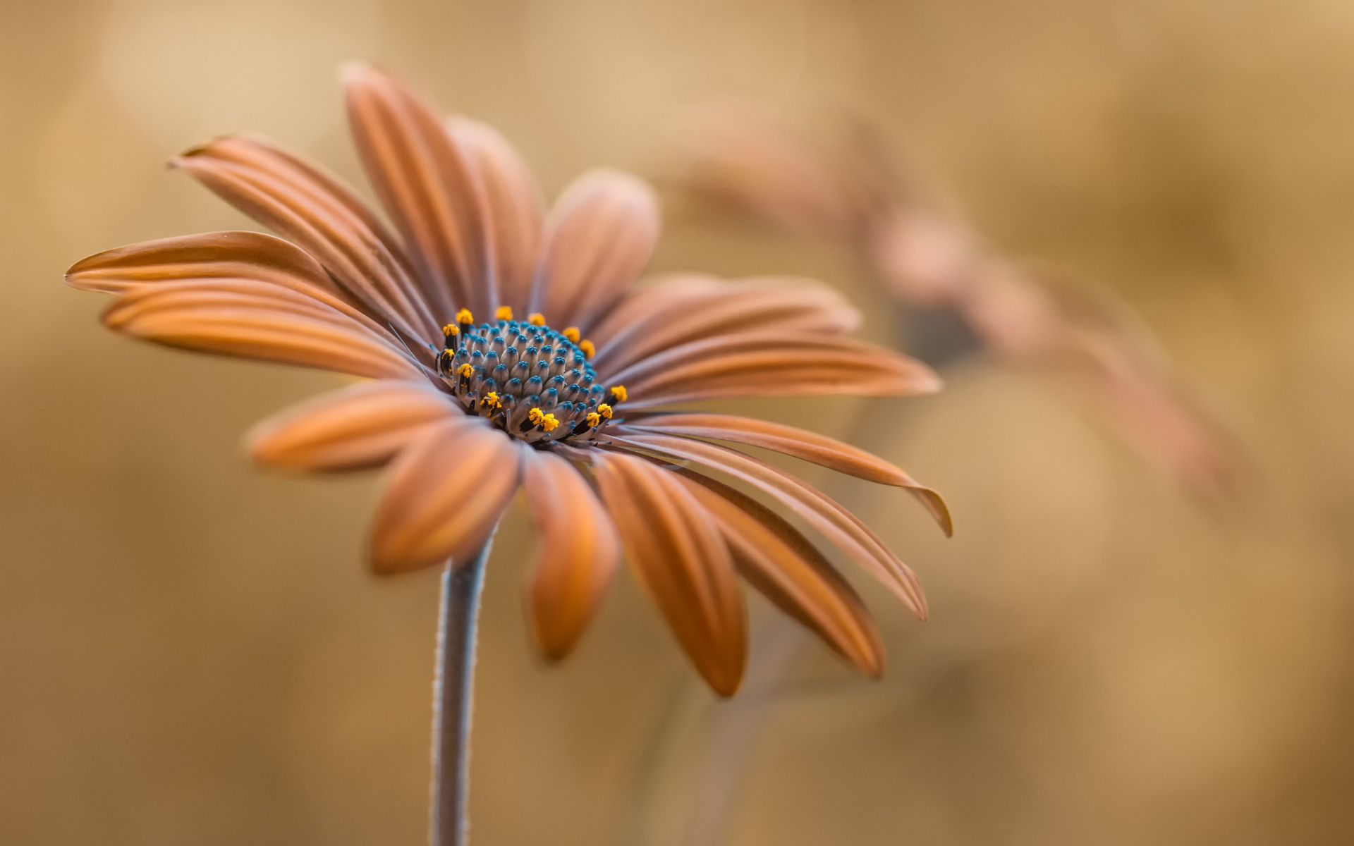 Stokrotka afrykanska (Osteospermum) 021 Brazowe Platki