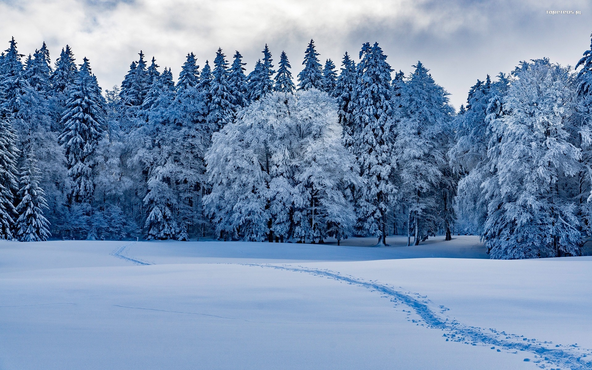 Zima, Winter 219 Snieg, Drzewa