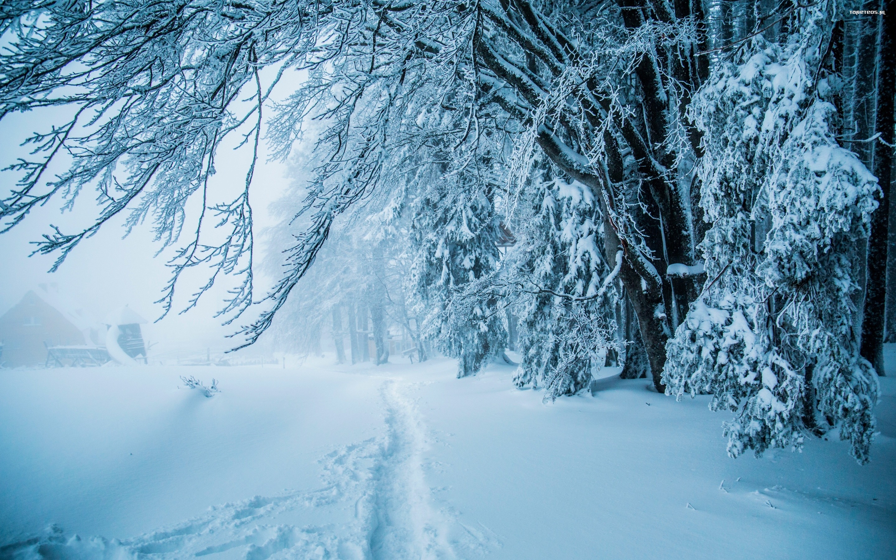 Zima, Winter 228 Snieg, Drzewa, Galezie