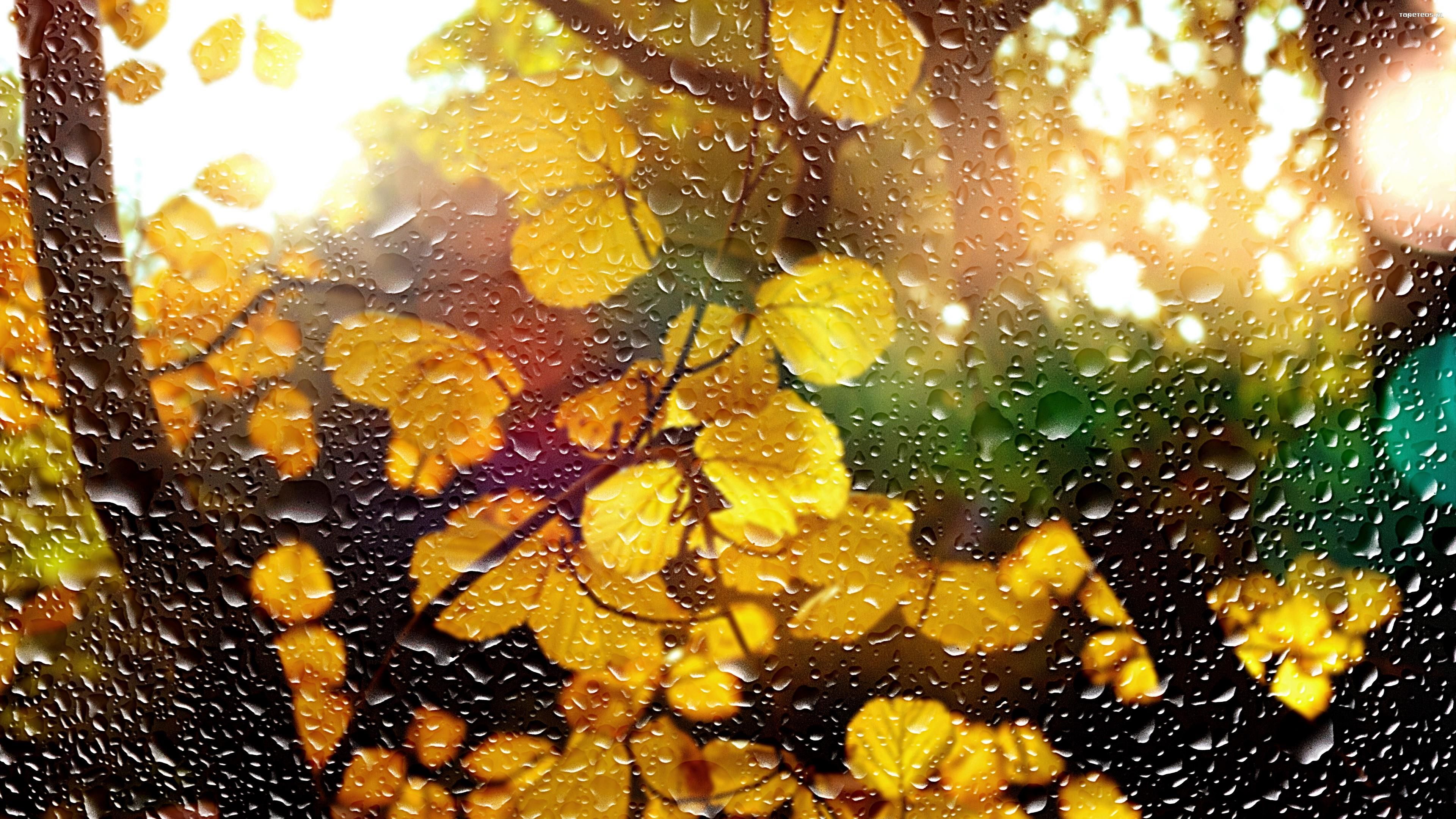 Jesien 298 Krople Deszczu, Liscie, Galezie