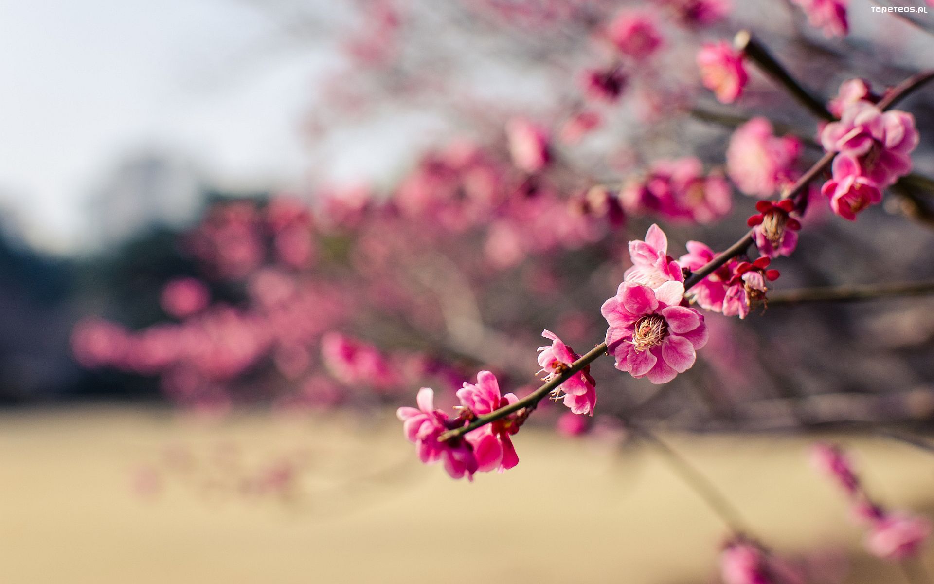 природа цветы деревья ветка сакура nature flowers trees branch Sakura без смс