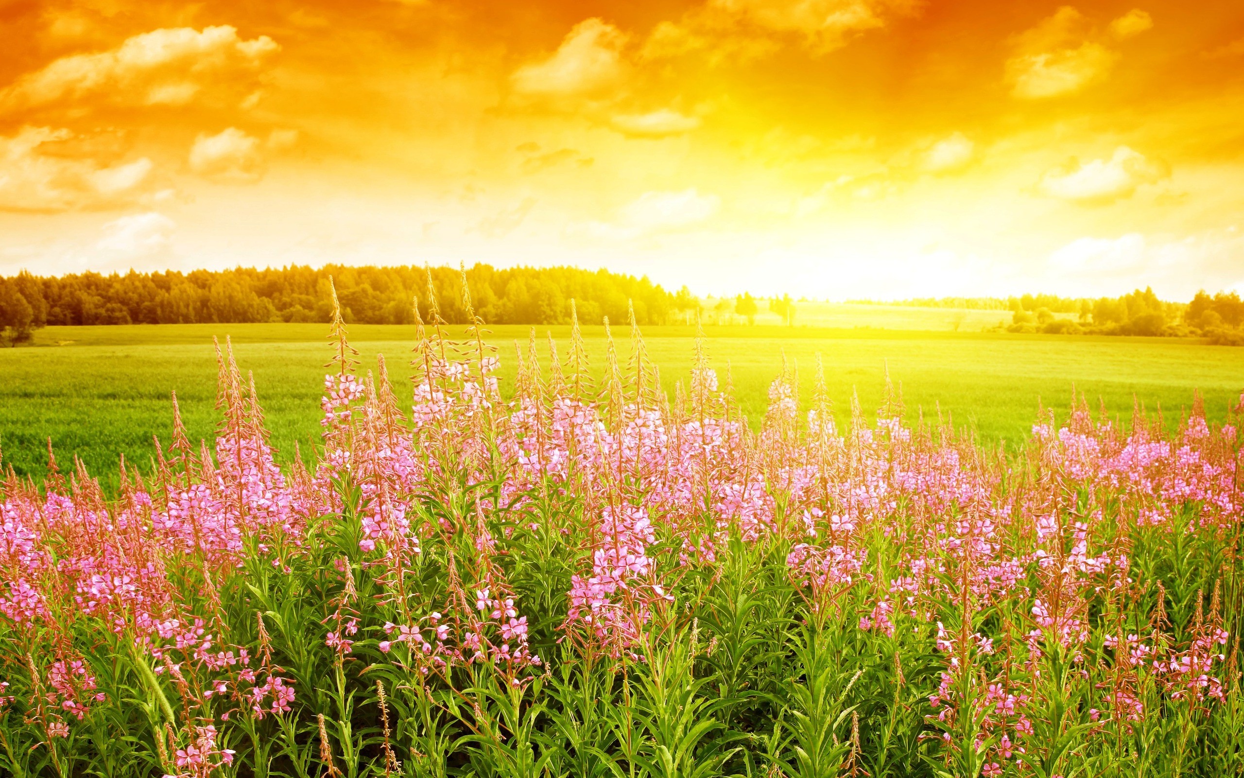 Wiosna 2560x1600 016