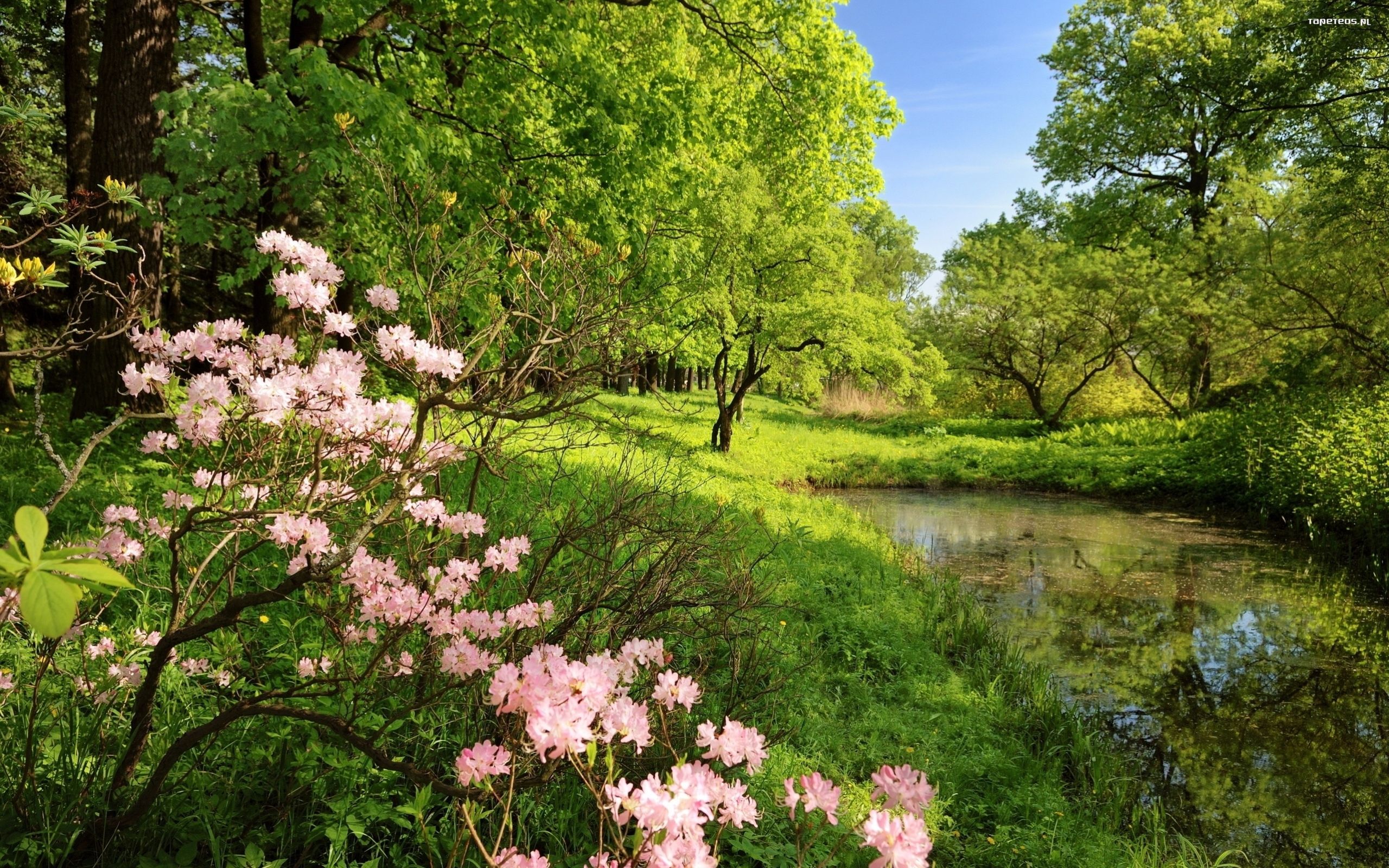 Wiosna 2560x1600 047 Zielen, Kwiaty, Drzewa, Woda