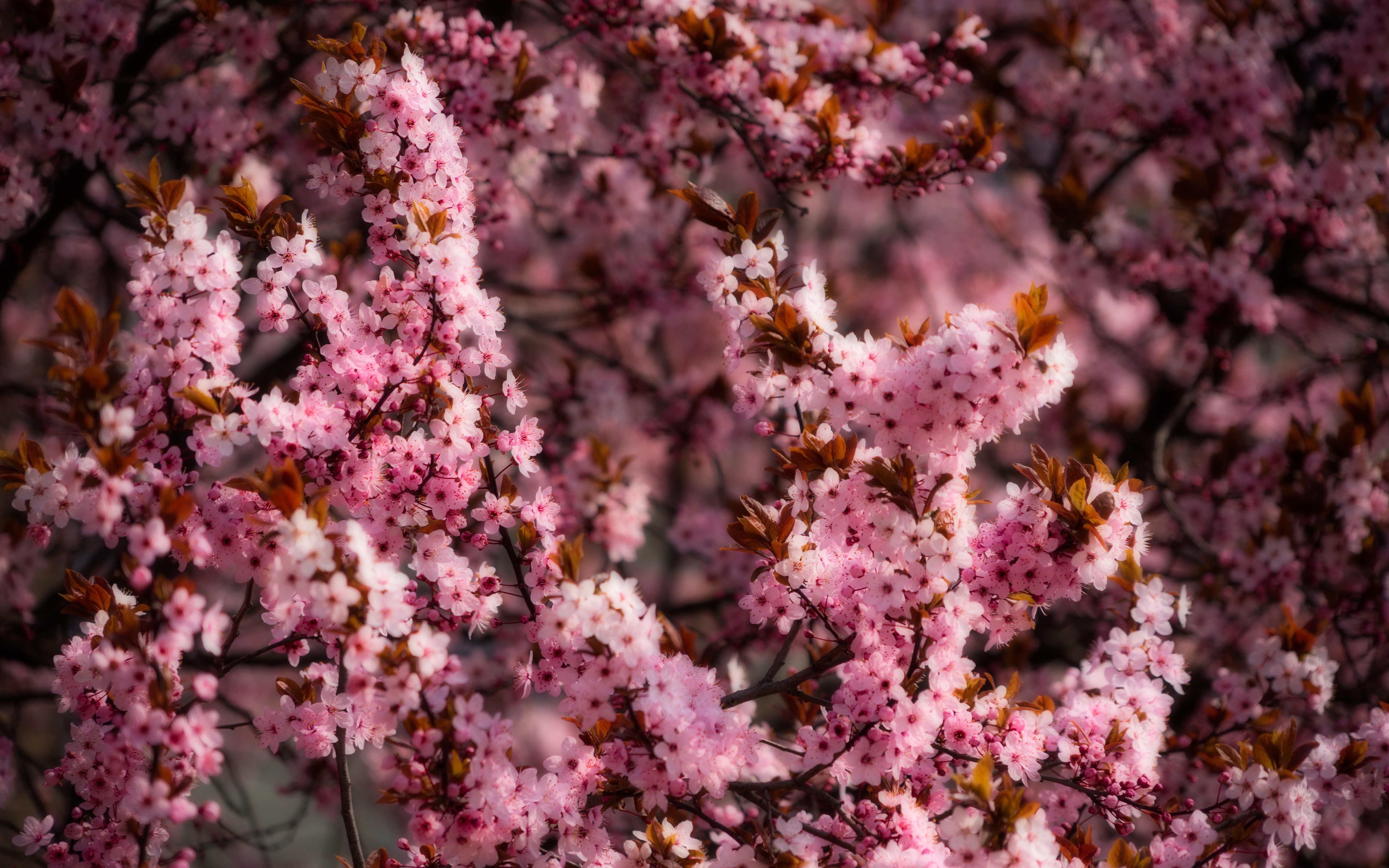 Wiosna 291 Rozowe Kwiaty Wisni, Drzewo, Galezie, Swiatlo Sloneczne