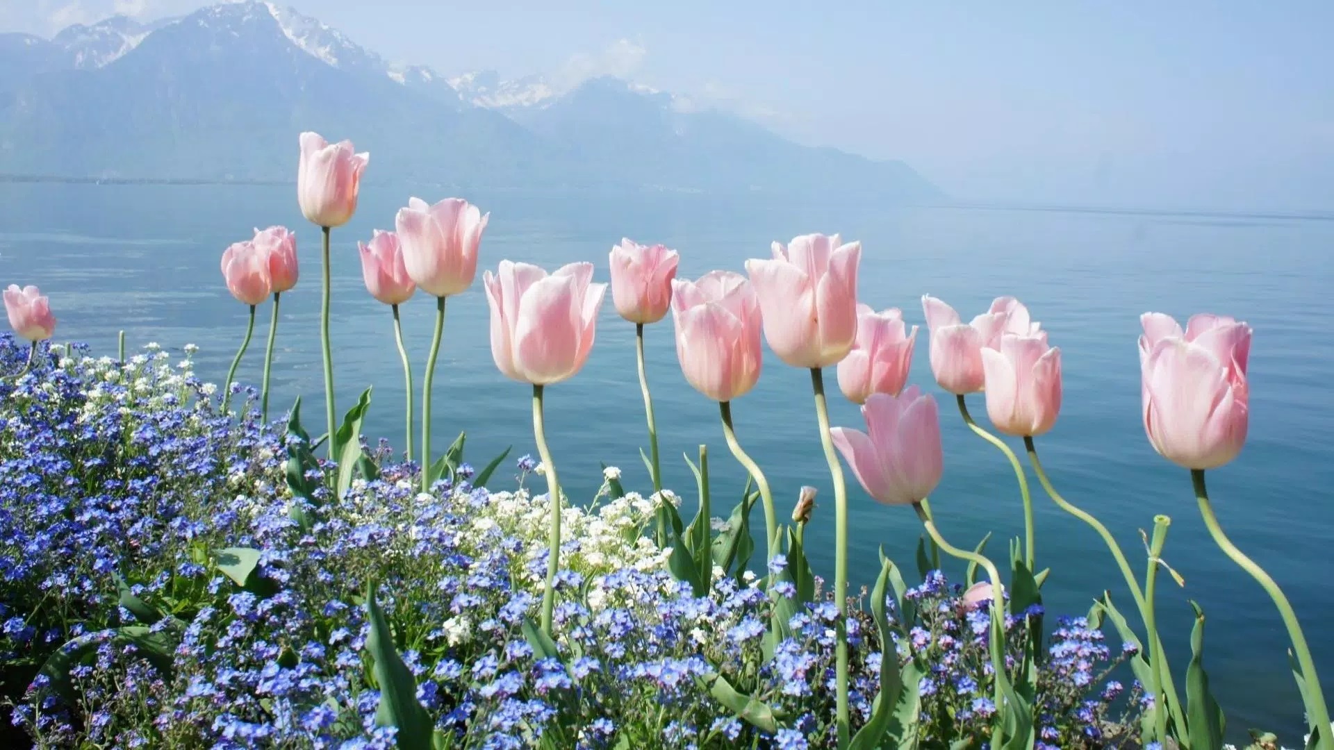 Wiosna 292 Tulipany, Niezapominajki, Kwiaty, Woda, Gory