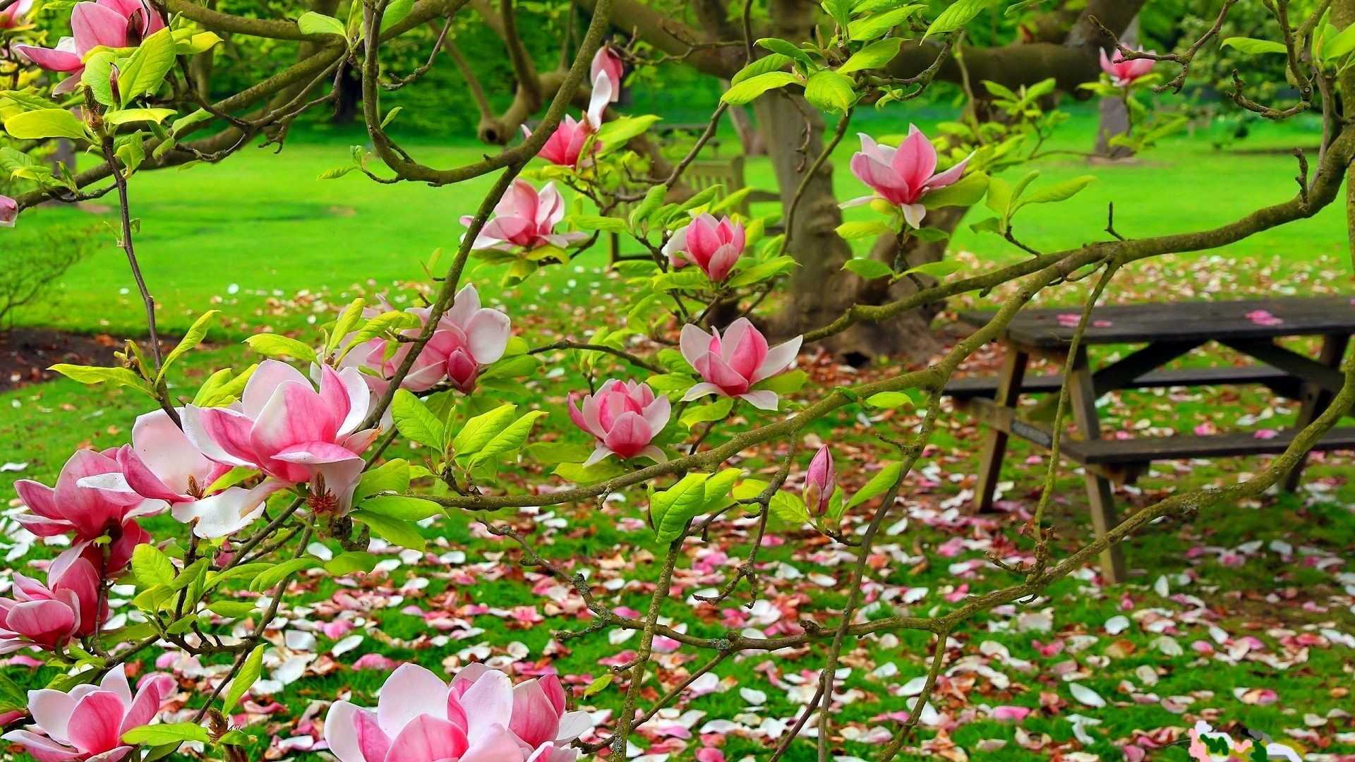 Wiosna 293 Kwiaty, Magnolia, Drzewo, Trawa, Laweczka