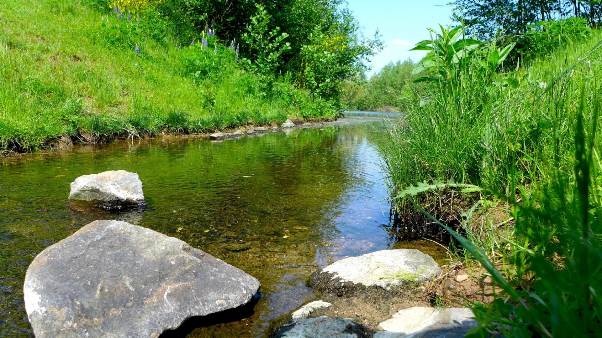 природа река камни трава цветы nature river stones grass flowers загрузить