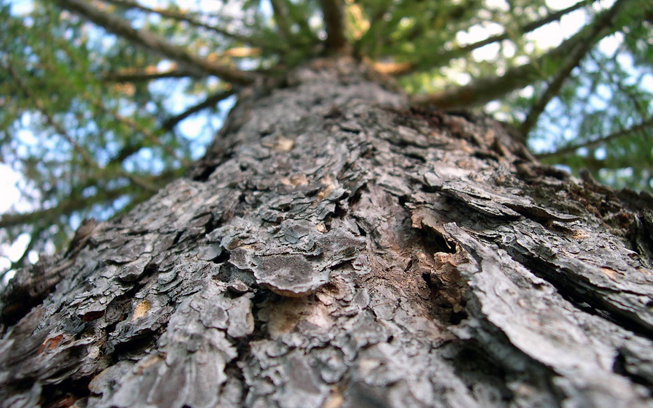 00165 larixdecidua 1280x800
