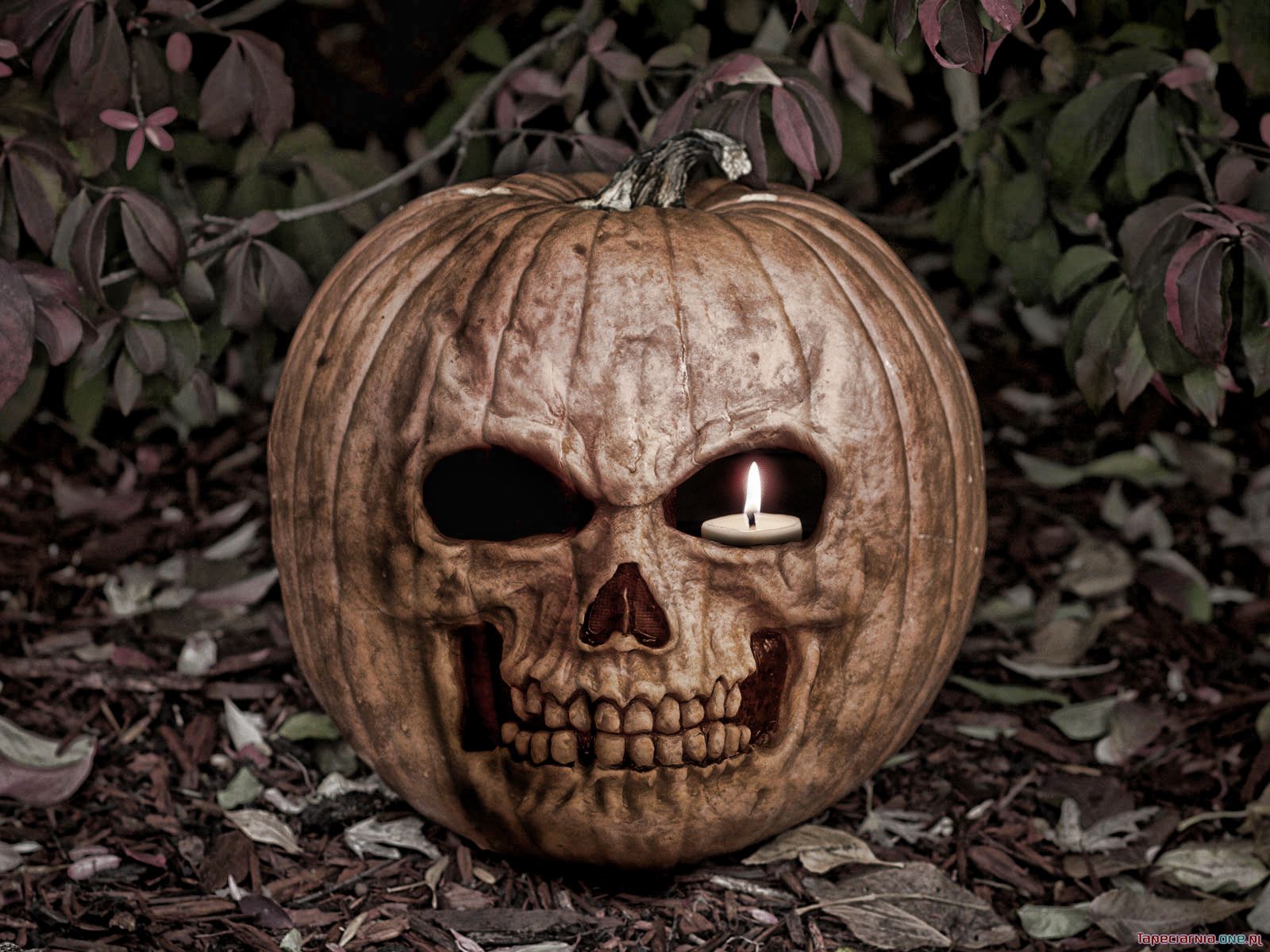 Halloween 024