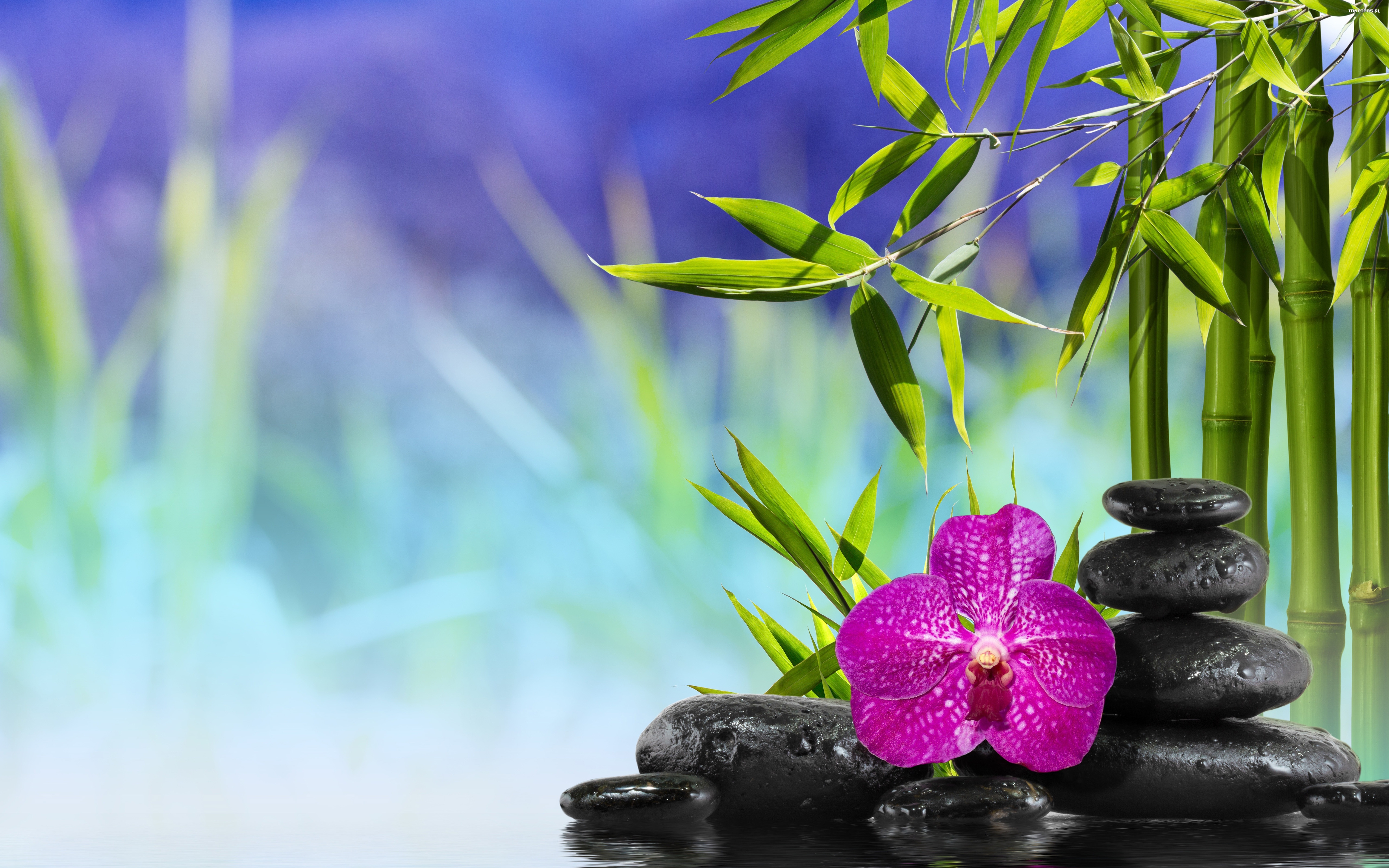 Орхидея камни вода растительность бесплатно