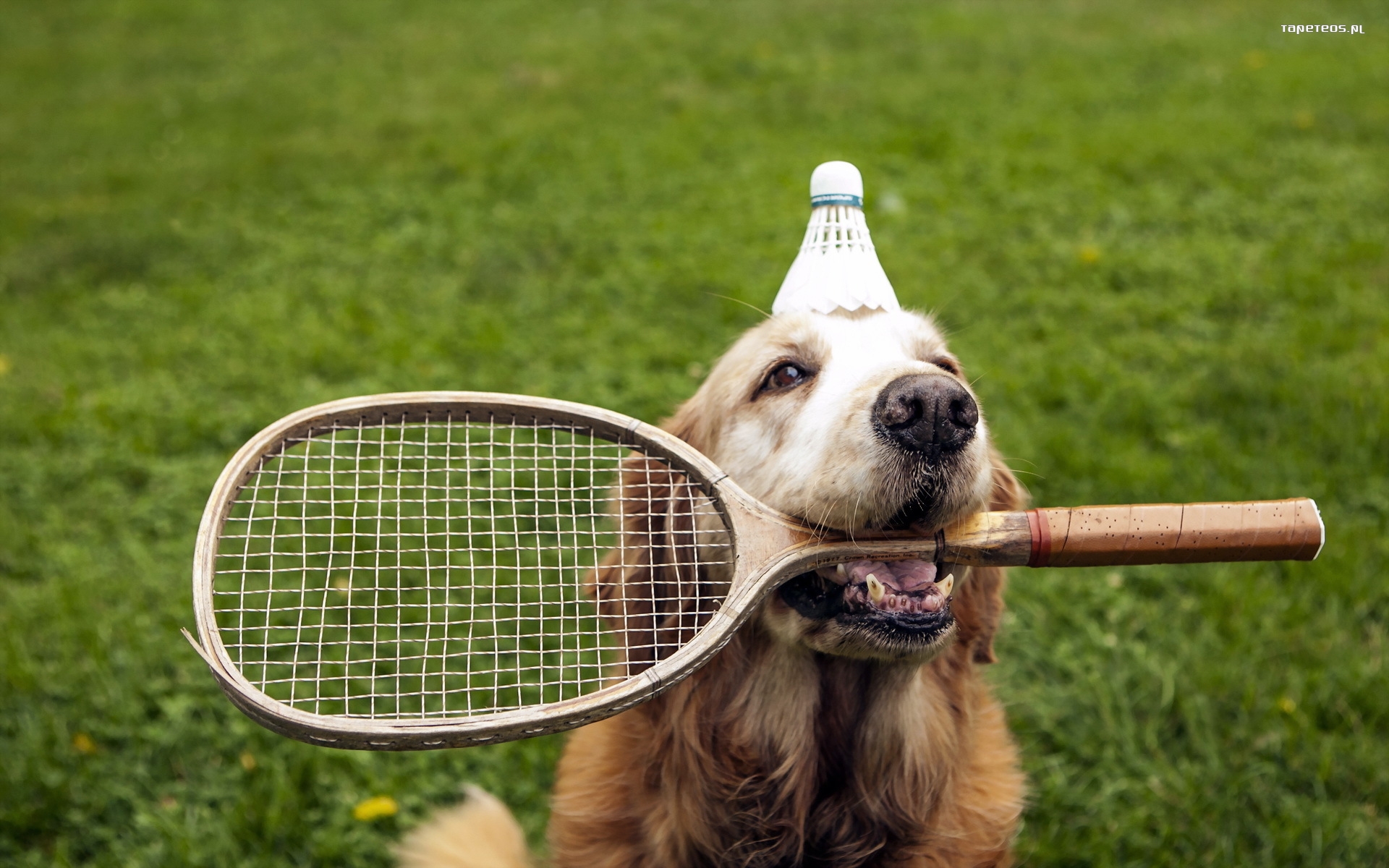 Собачка с теннисным мячиком загрузить