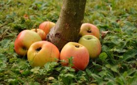 Jablka, Owoce 052 Drzewo, Trawa