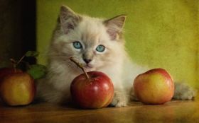 Jablka, Owoce 070 Kot