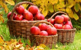 Jablka, Owoce 091 Kosze, Trawa, Liscie, Jesien