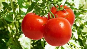 Pomidory, Warzywa 017