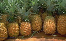 Ananas, Owoce 008