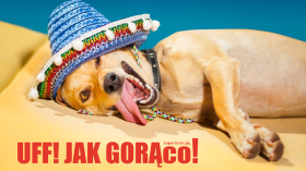 Uff! Jak gorąco! Pies, Sombrero