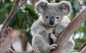 Koala 003