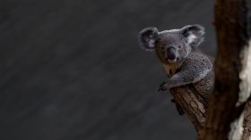 Koala 011