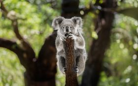 Koala 015