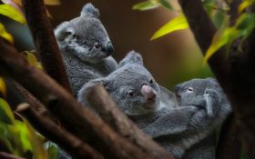 Koala 017