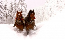 Konie 072 Zima, Snieg