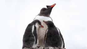 Pingwin 003 Penguin