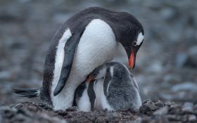Pingwin 004 Penguin