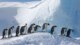 Pingwin 005 Penguin