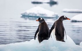 Pingwin 011 Penguin