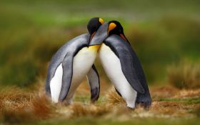 Pingwin 012 Penguin