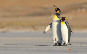 Pingwin 014 Penguin