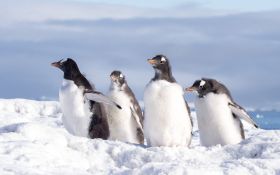 Pingwin 016 Penguin, Snieg