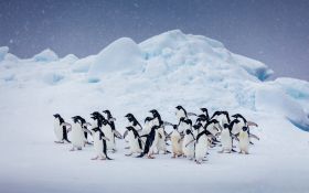 Pingwin 019 Penguin, Zima, Snieg