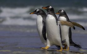 Pingwin 031 Penguin