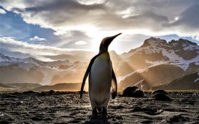 Pingwin 032 Penguin